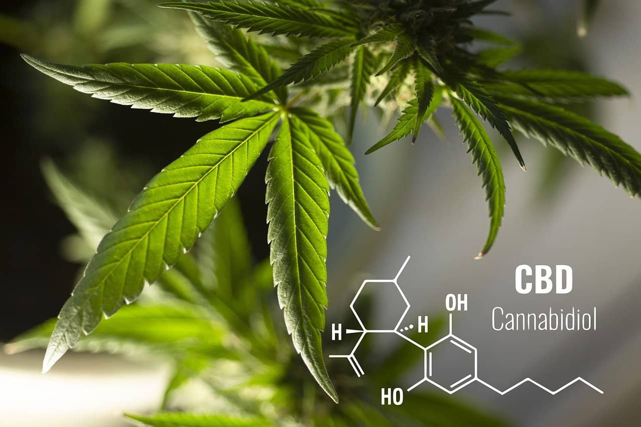 CBD התרופה האופנתית בשוק למחלות שונות