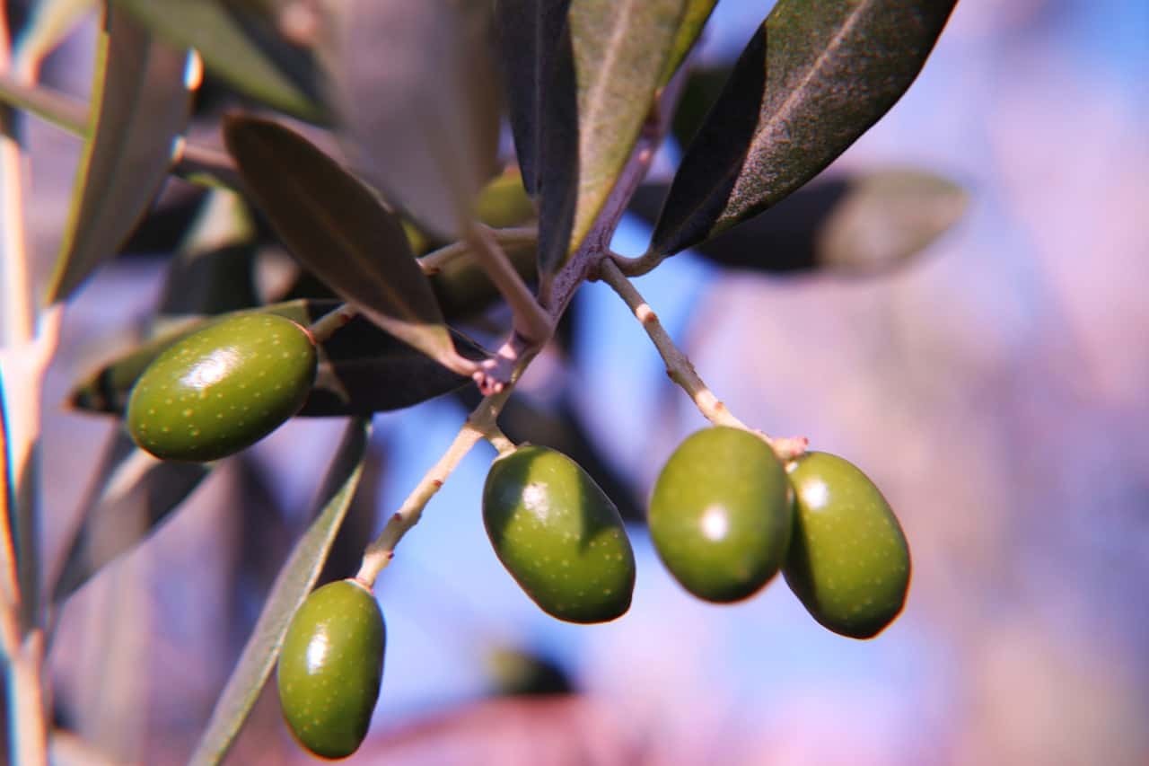 מהן השפעות גידול זיתים על הכלכלה הישראלית?